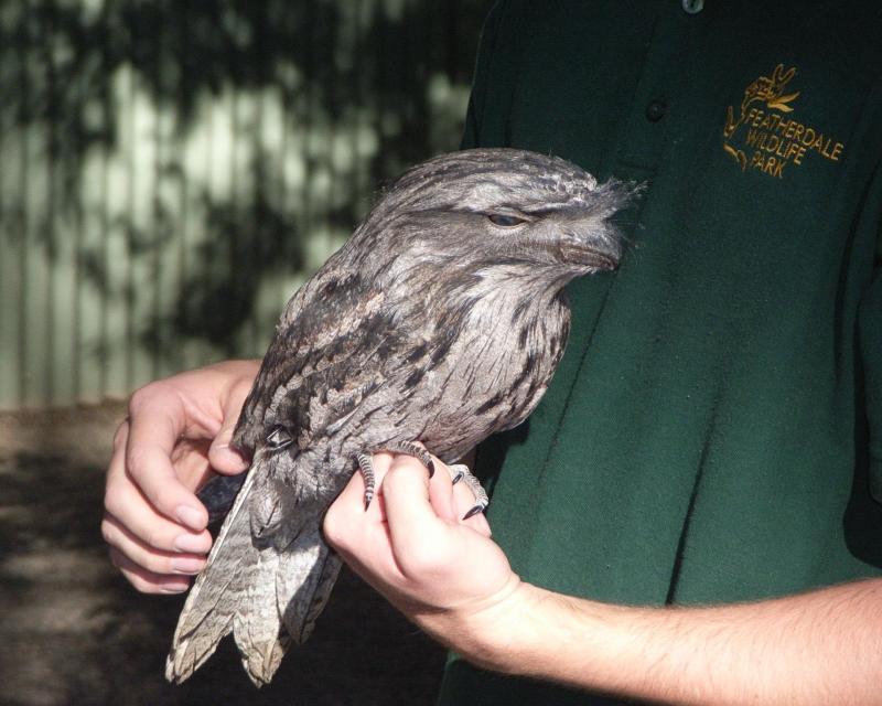 blue-mountains-wildlife-tour-with-bushwalks-7