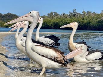 Mangrove Explorer Cruise