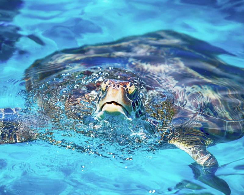 similan-islands-the-early-bird-with-spanish-speaki-2