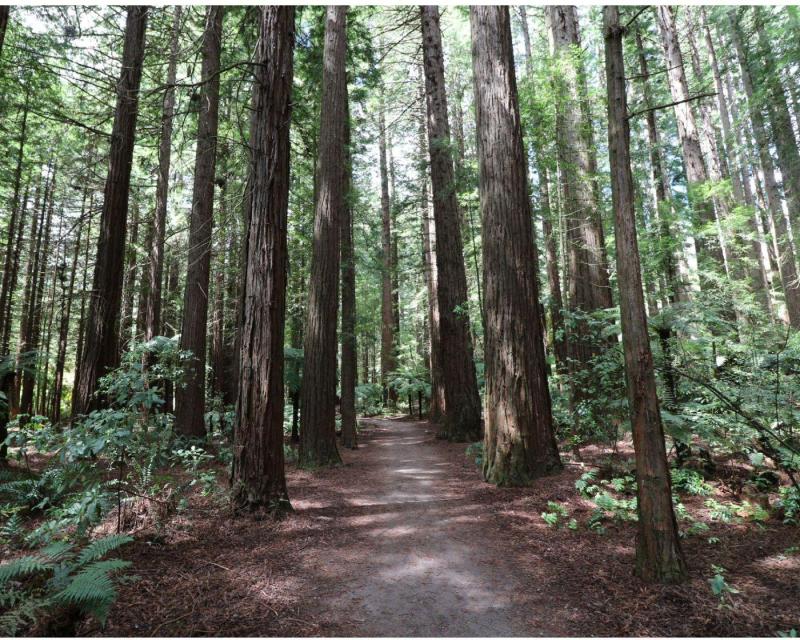 Hobbiton and Rotorua Day Tour: Geysers, Mud Pools, Maori Arts＆Crafts and Kiwi House丨Commentary to Hobbiton and Lunch Included