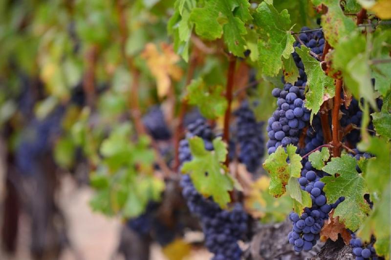 vitoria-rioja-wine-area-6