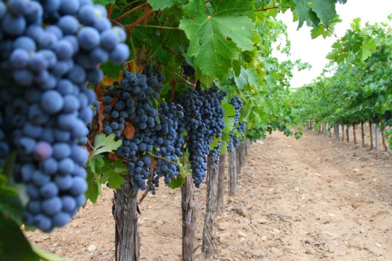 private-full-day-tour-to-toledo-with-wine-tasting-8