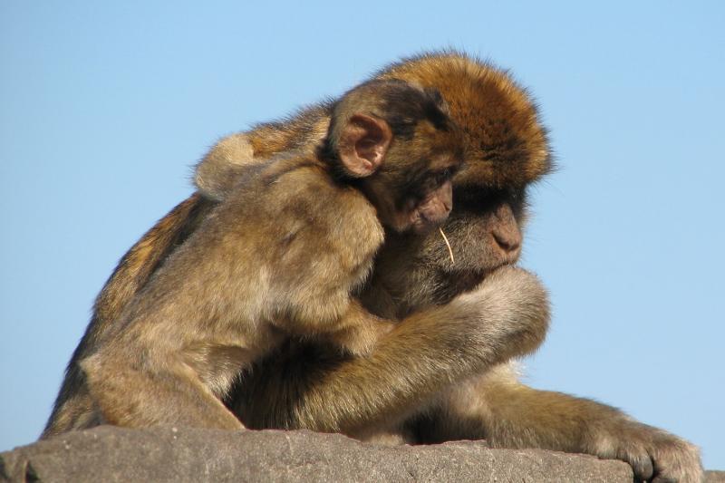 gibraltar-visit-from-seville-full-day-10