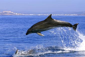 Gibraltar Sightseeing Tour with Dolphin-Watch