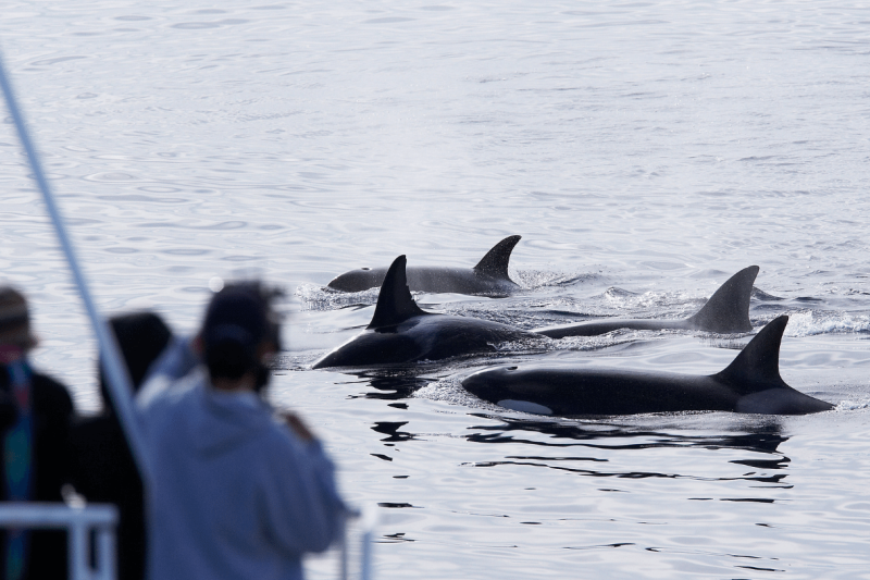 gibraltar-sightseeing-tour-with-dolphin-watch-2