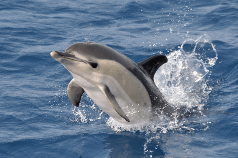 gibraltar-sightseeing-tour-with-dolphin-watch-4