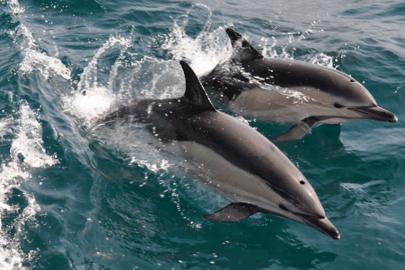 gibraltar-sightseeing-tour-with-dolphin-watch-6