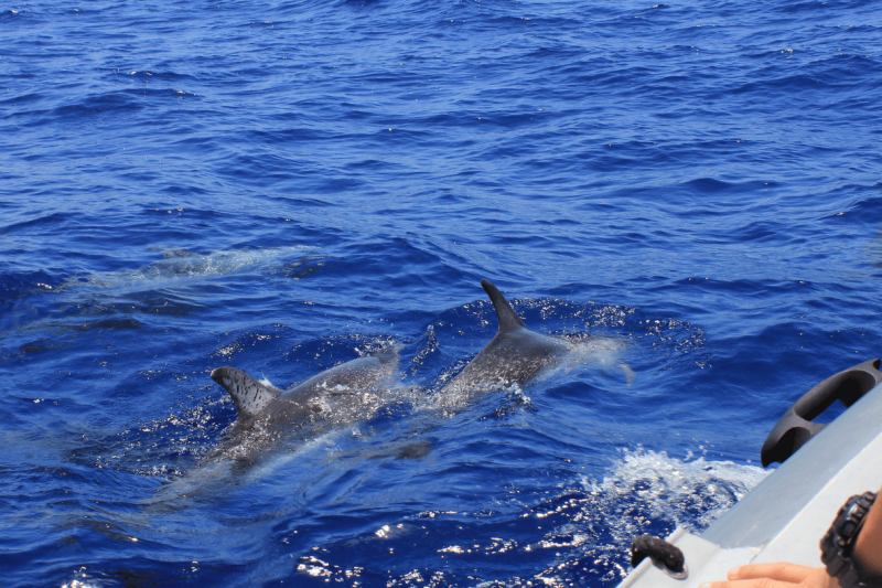 gibraltar-sightseeing-tour-with-dolphin-watch-7