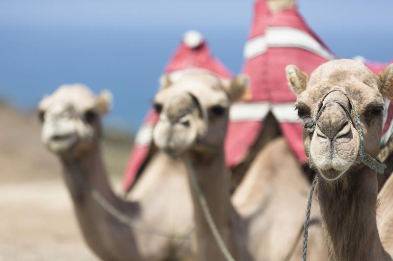 tangier-by-ferry-full-day-tour-from-costa-del-sol-2