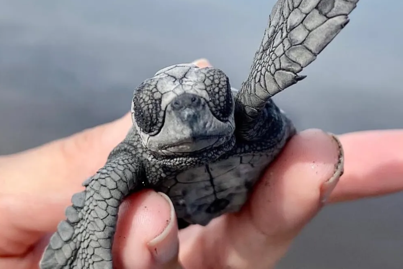 Dawn of Life on the Salvadoran Coast: Sea Turtle Release Experience