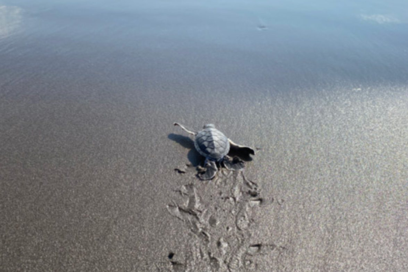 Dawn of Life on the Salvadoran Coast: Sea Turtle Release Experience