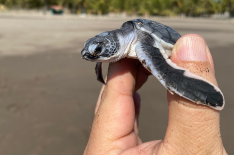 Dawn of Life on the Salvadoran Coast: Sea Turtle Release Experience
