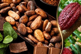 Cacao Route and Flavors of Comasagua: A Sensory Experience at Finca Santa Gertrudis featuring Chocol