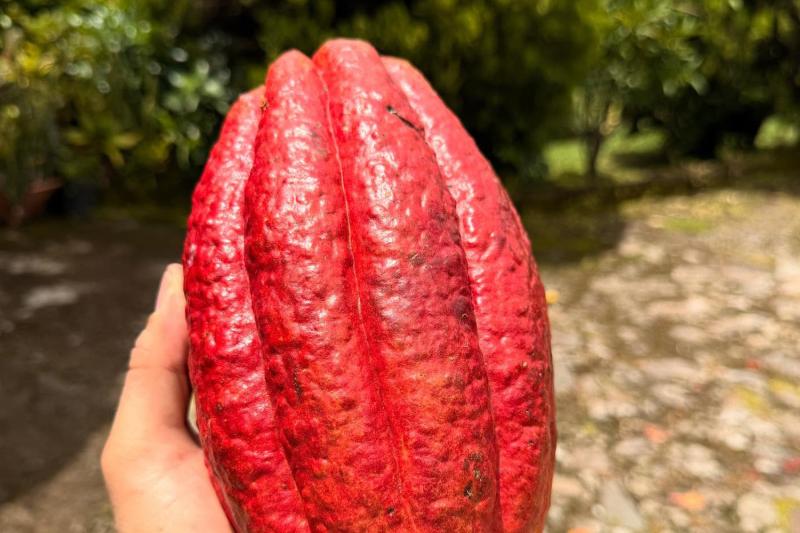 Cacao Route and Flavors of Comasagua: A Sensory Experience at Finca Santa Gertrudis featuring Chocol