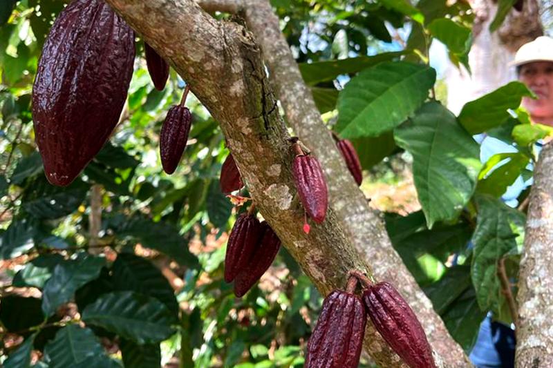 Cacao Route and Flavors of Comasagua: A Sensory Experience at Finca Santa Gertrudis featuring Chocol
