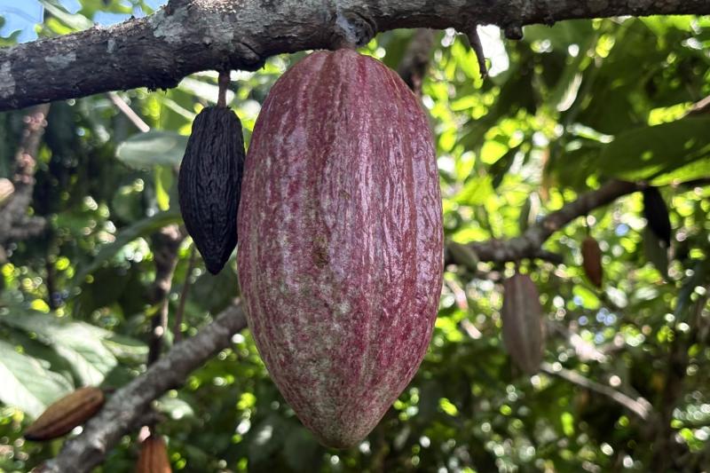 Cacao Route and Flavors of Comasagua: A Sensory Experience at Finca Santa Gertrudis featuring Chocol