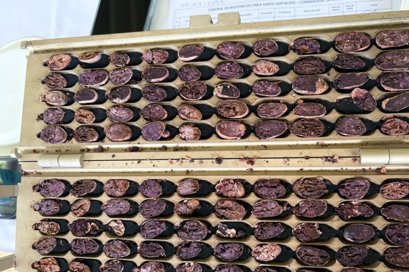Cacao Route and Flavors of Comasagua: A Sensory Experience at Finca Santa Gertrudis featuring Chocol