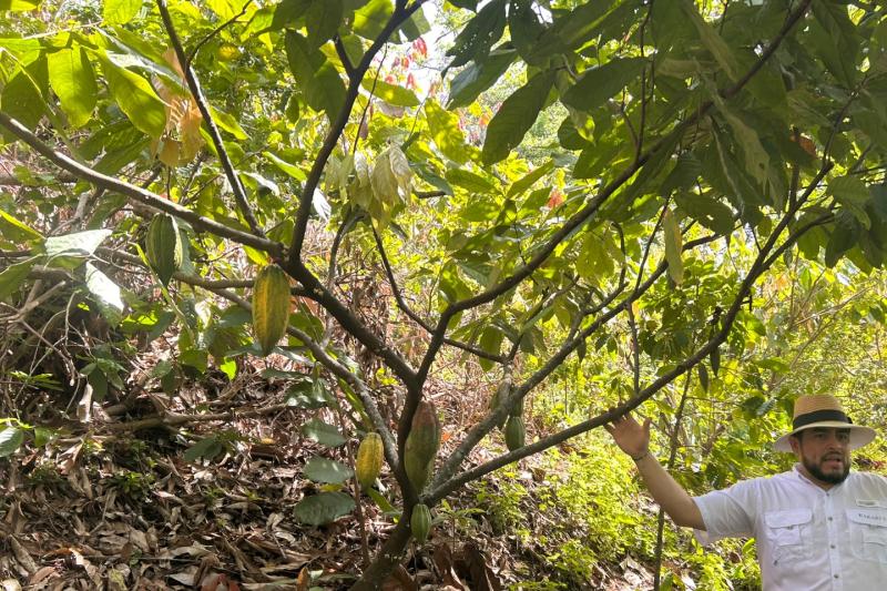 Cacao Route and Flavors of Comasagua: A Sensory Experience at Finca Santa Gertrudis featuring Chocol