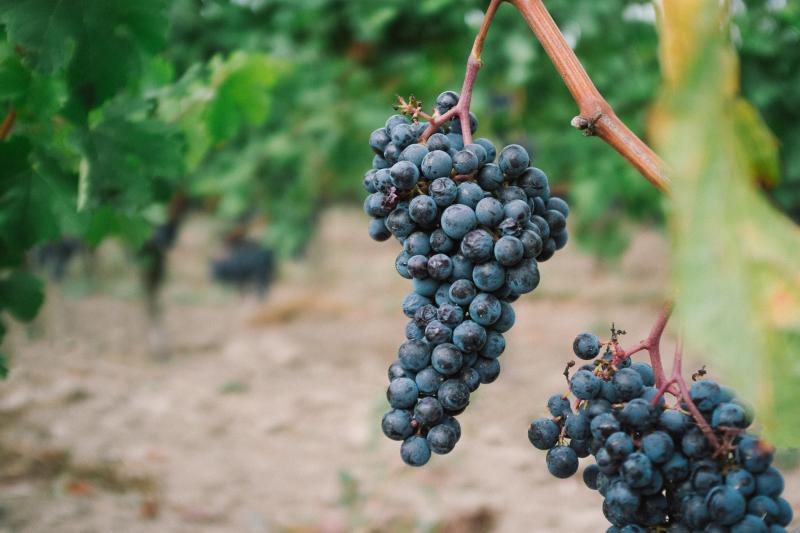 Sicilian Wine Tasting