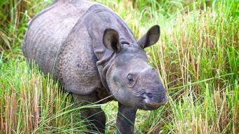 Nepal Wildlife Safari