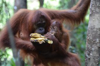 PENANG TO SINGAPORE (18 days) South East Asia High