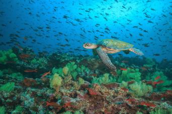 Best of the Galapagos (5 Days)