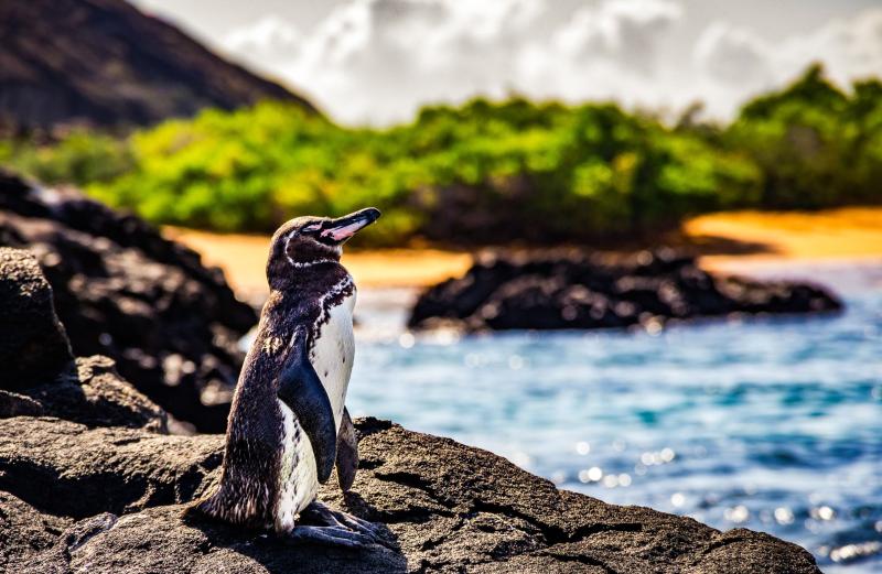 best-of-the-galapagos-5-days-3