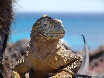 Galapagos Essentials (5 Days)