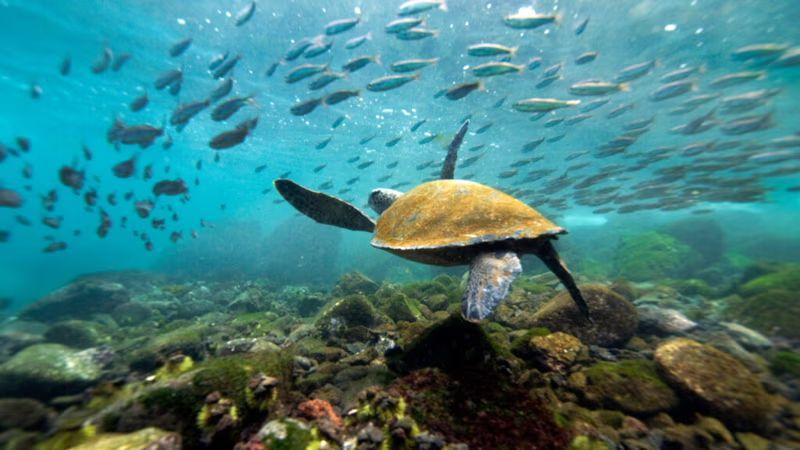 galapagos-essentials-5-days-2