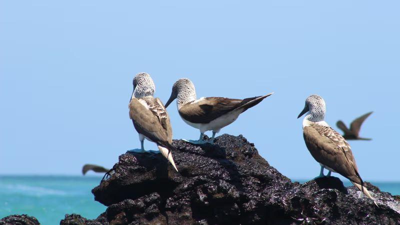 galapagos-essentials-5-days-4