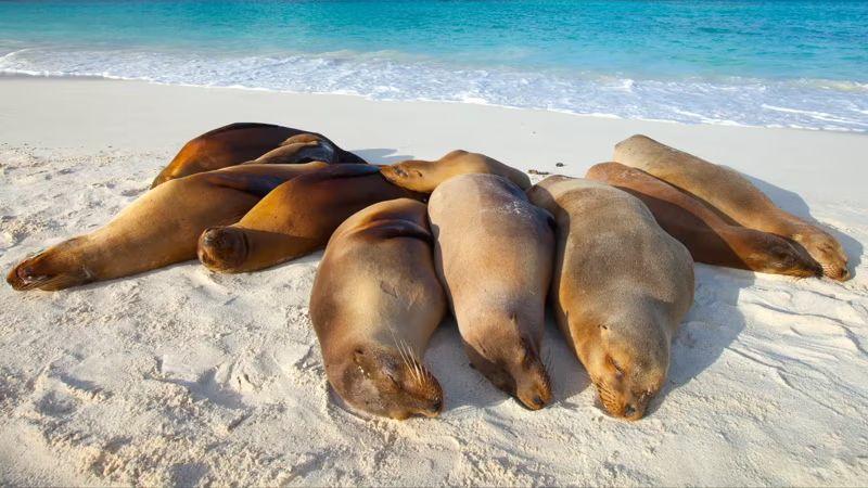 galapagos-essentials-5-days-5