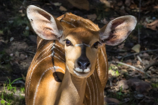 sebatana-game-reserve-2