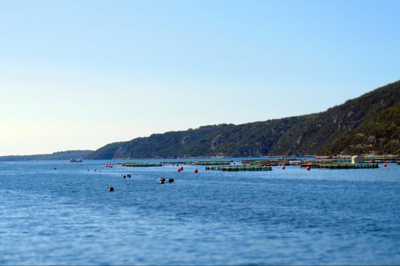 Prekrasan pejzaž Limskog zaljeva