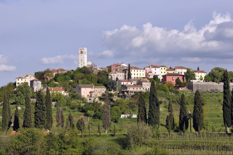 Vinova loza i maslina