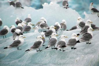 Kittiwakes resting on an iceberg, Svalbard