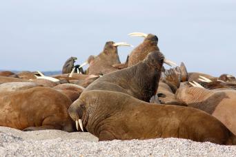 Spitsbergen is one of the world\'s best places to see walrus