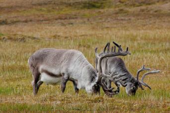 Spitsbergen has its own species of reindeer