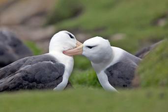 Black-browed albatross, Falklands