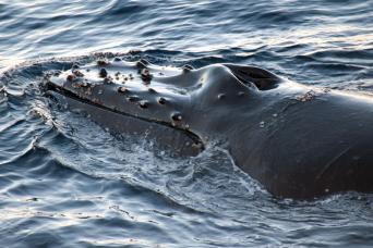 Look out for humpback whales!