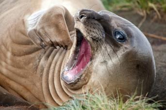 Elephant seal, South Georgia