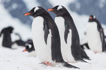 Colours of Antarctica