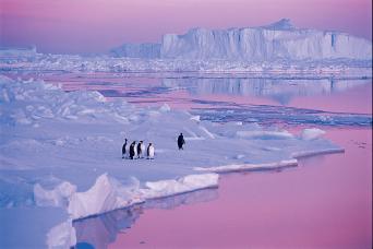 Antarctica colours with emperor penguins