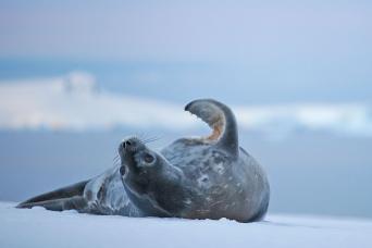 Weddell Seal