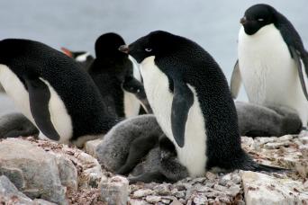 Adelie penguins, Petermann Island