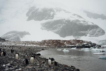 Beautiful Weddell seal