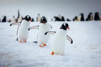 Delight at encounters with Antarctic penguins