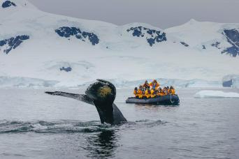 The chance for astonishing encounters with whales!