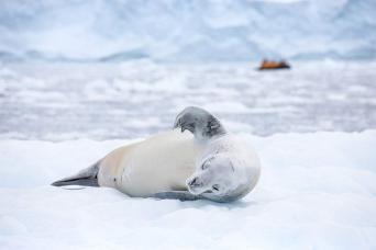 Crabeater sela, Antarctica
