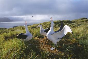 Stunning wandering albatross display