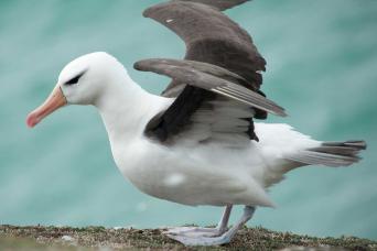 Black-browed albatross, Falkland Islands